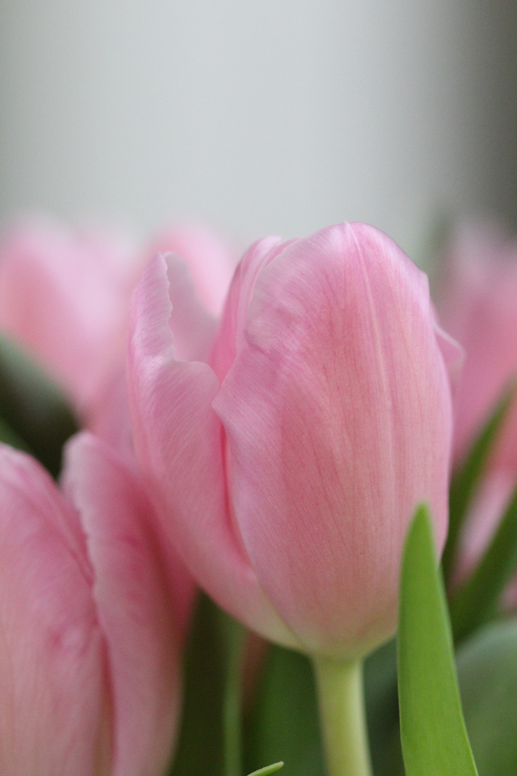 Sigma 105mm F2.8 EX DG OS HSM sample photo. Nature photography