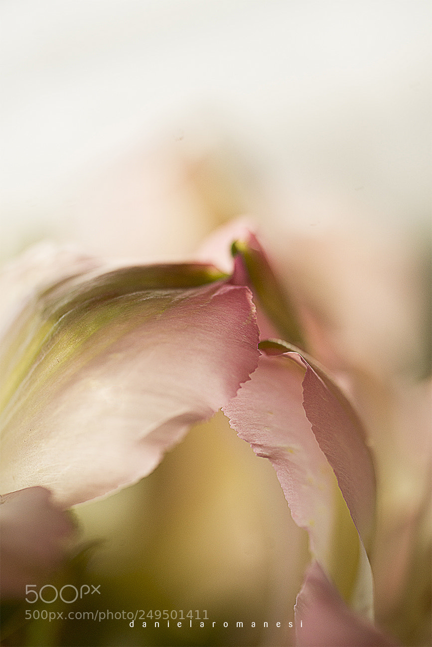 Sony a7R II sample photo. Delicate photography