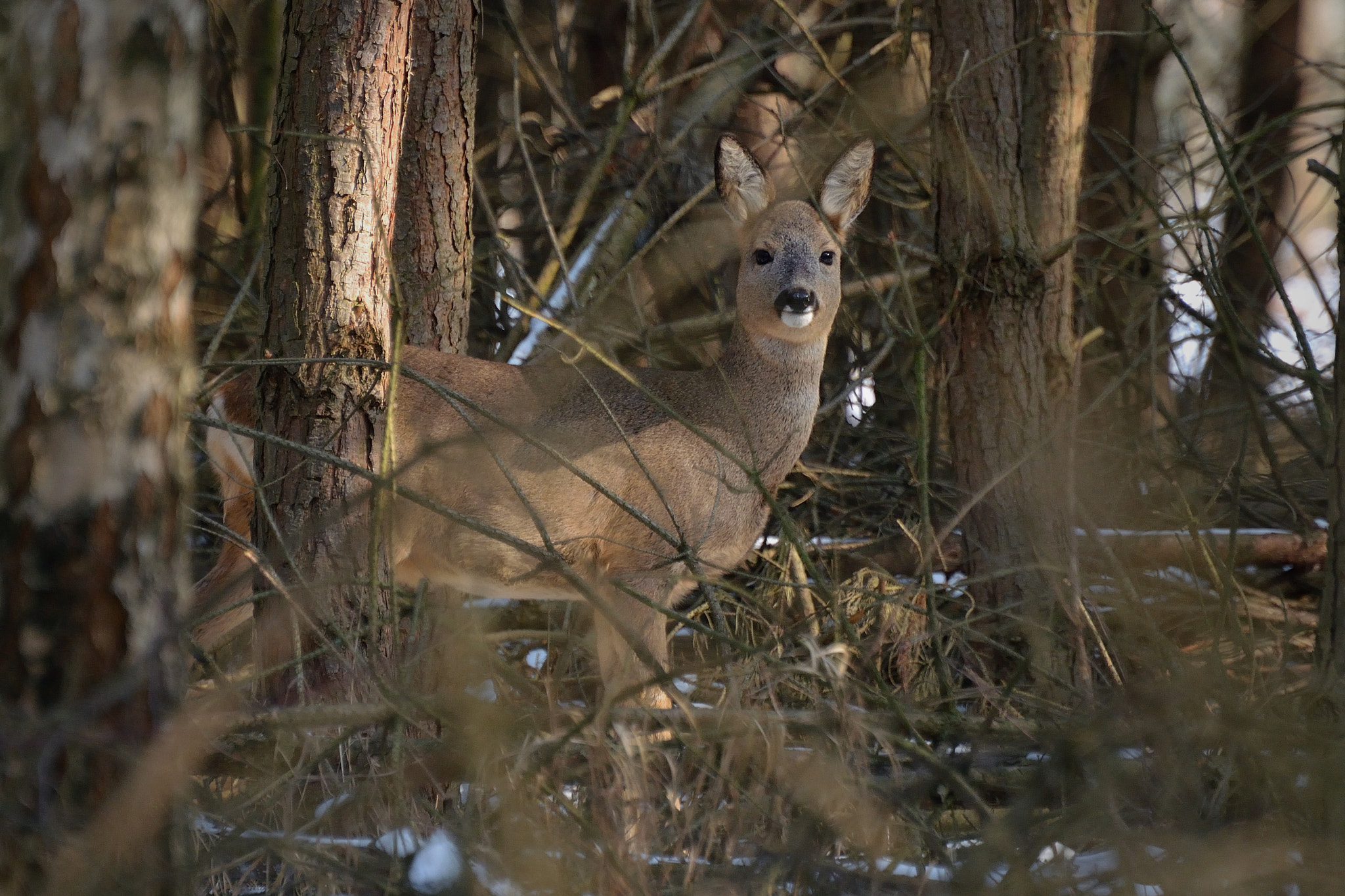Nikon D5100 sample photo. Close encounter photography