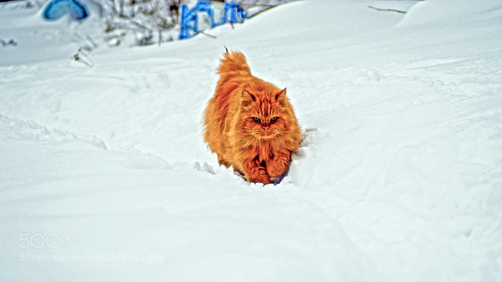 Olympus PEN E-PL7 sample photo. Peach fluffy persian cat photography