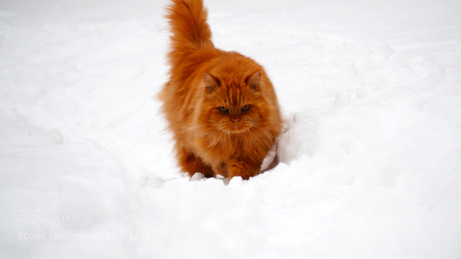Olympus PEN E-PL7 sample photo. Peach fluffy persian cat photography