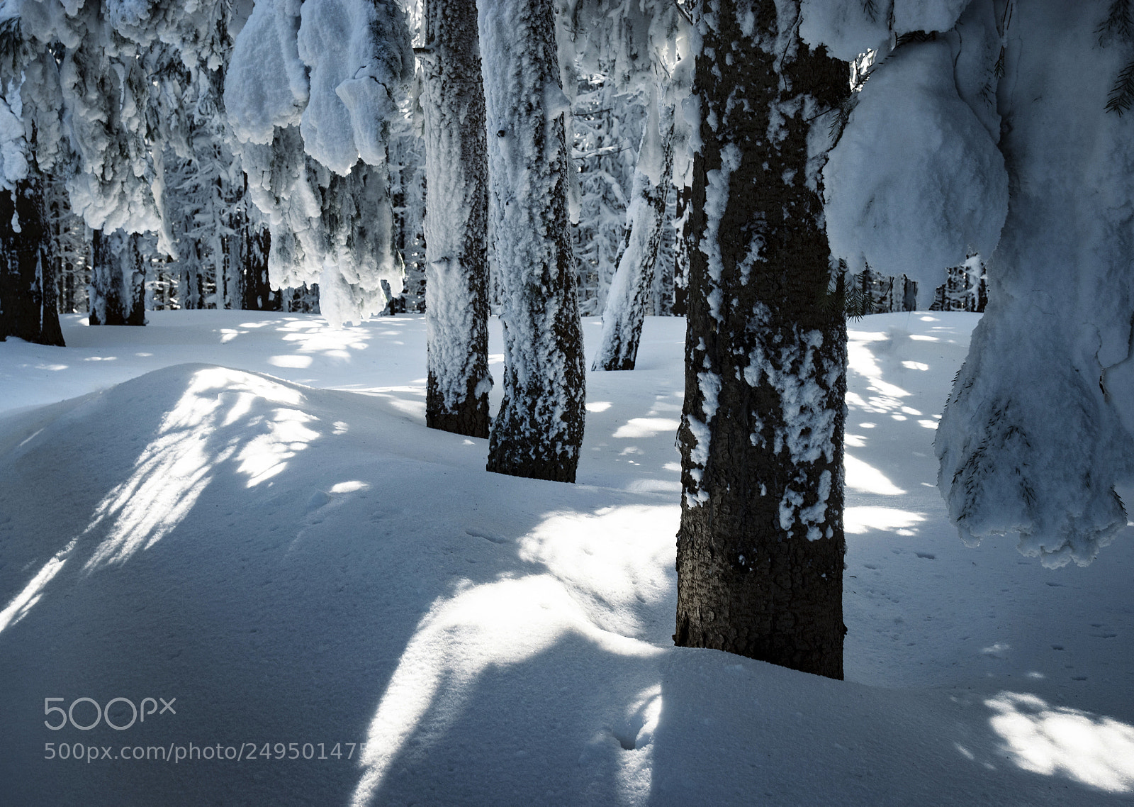 Nikon D5500 sample photo. Detail  snowy spruce forest photography