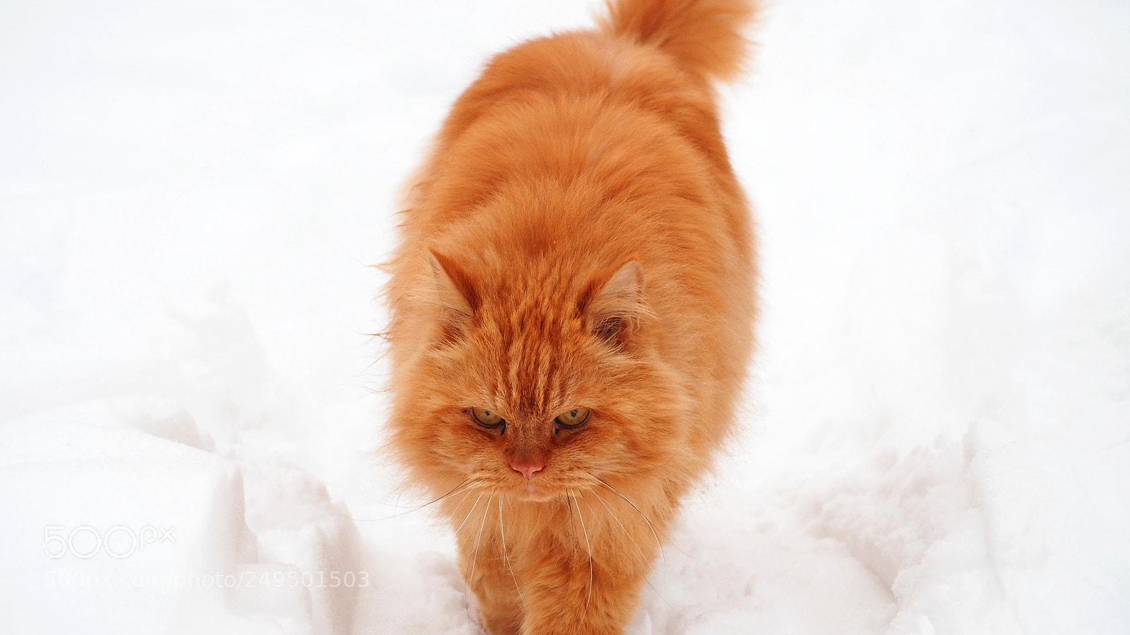 Olympus PEN E-PL7 sample photo. Peach fluffy persian cat photography