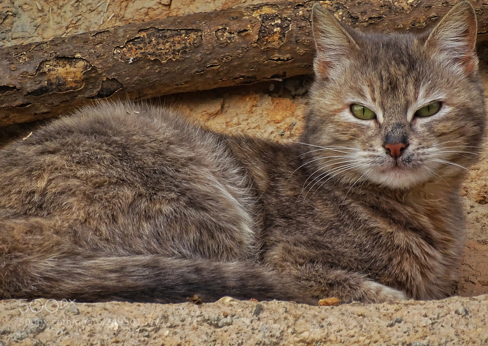 Sony Cyber-shot DSC-HX400V sample photo. Boss photography