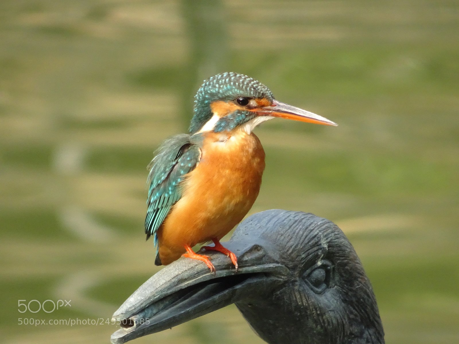 Sony Cyber-shot DSC-HX90V sample photo. Kingfisher photography