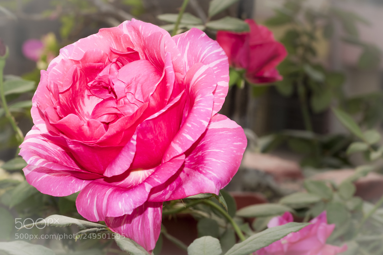Nikon D5300 sample photo. Blooming beauty photography