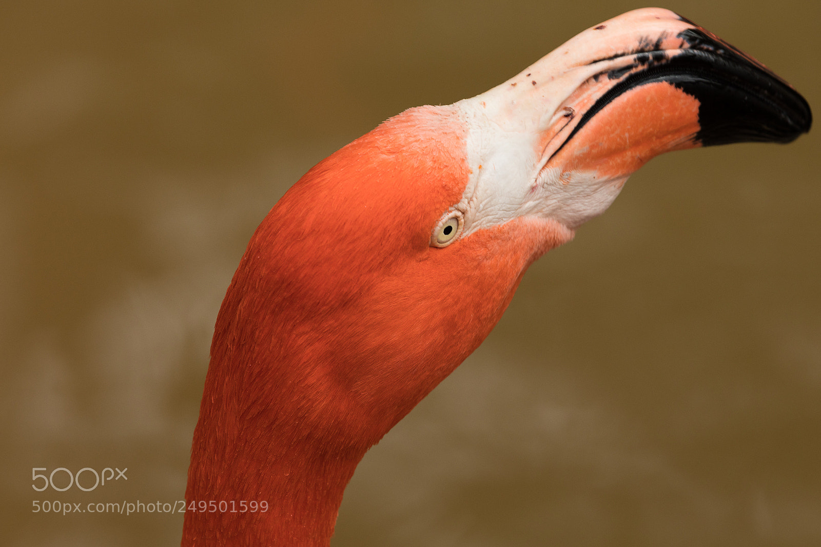 Canon EOS 5D Mark IV sample photo. Flamingo photography