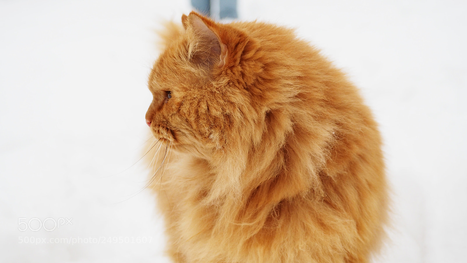 Olympus PEN E-PL7 sample photo. Peach fluffy persian cat photography