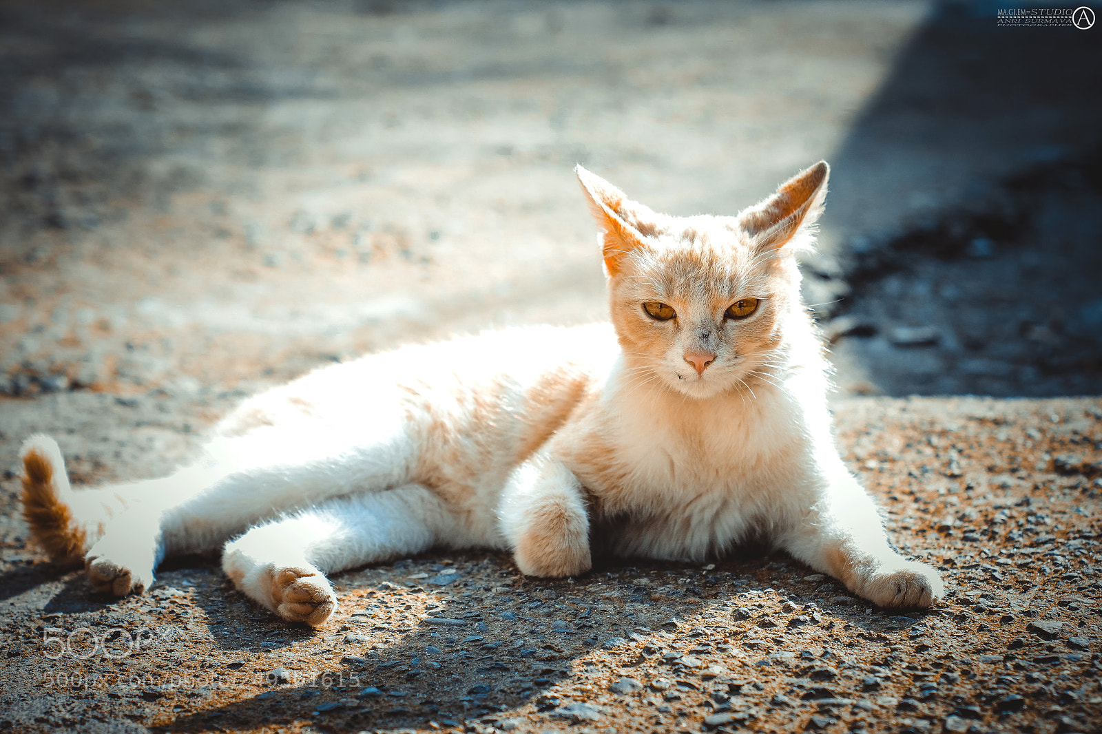 Nikon D7100 sample photo. Untitled photography
