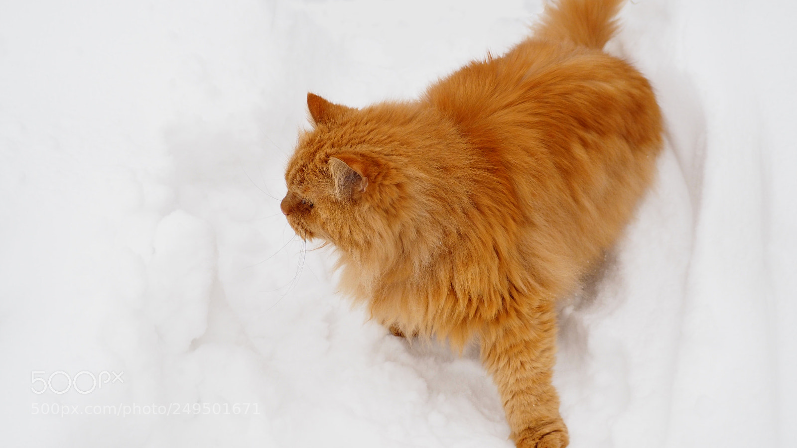 Olympus PEN E-PL7 sample photo. Peach fluffy persian cat photography