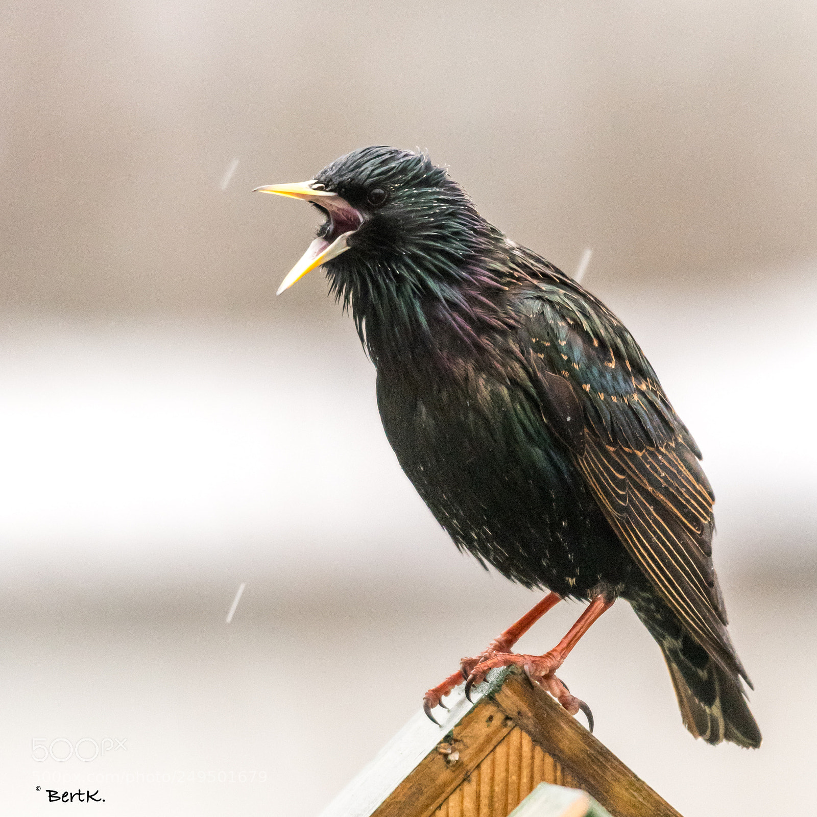 Nikon D500 sample photo. Singing in the rain. photography