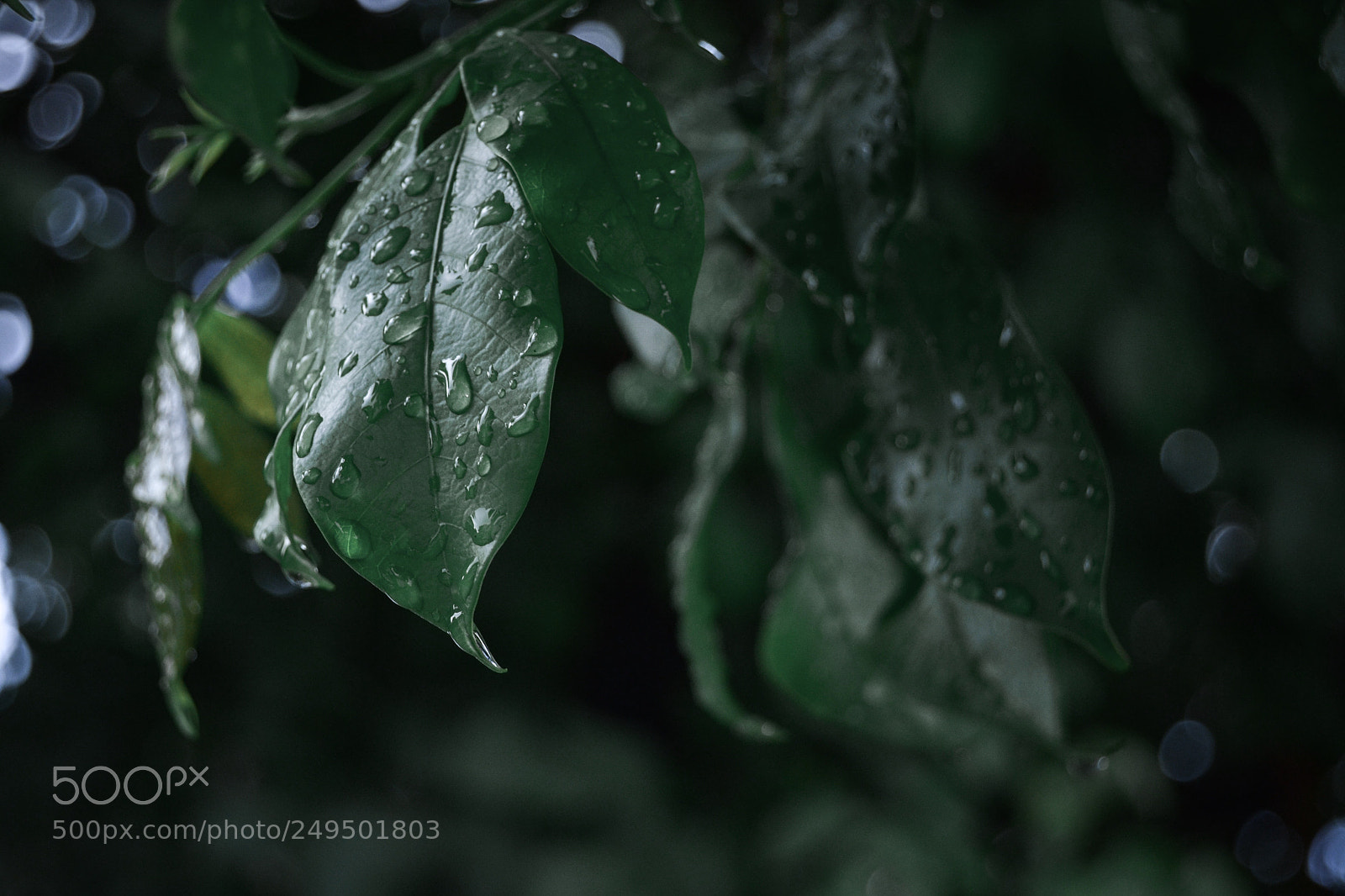 Nikon D3100 sample photo. Untitled photography