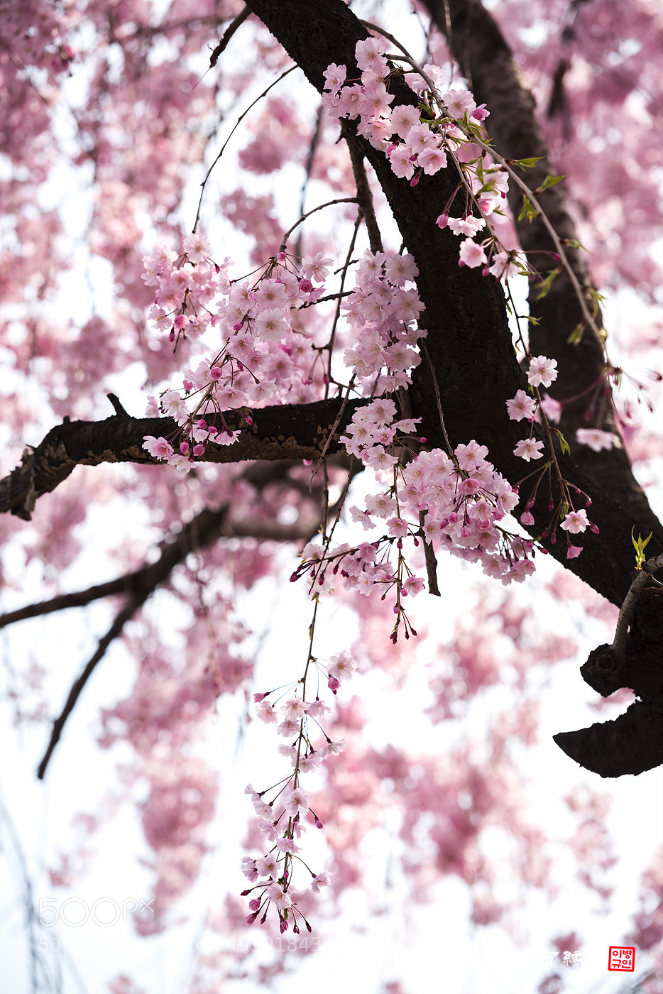 Nikon D810 sample photo. 수양벚꽃 photography