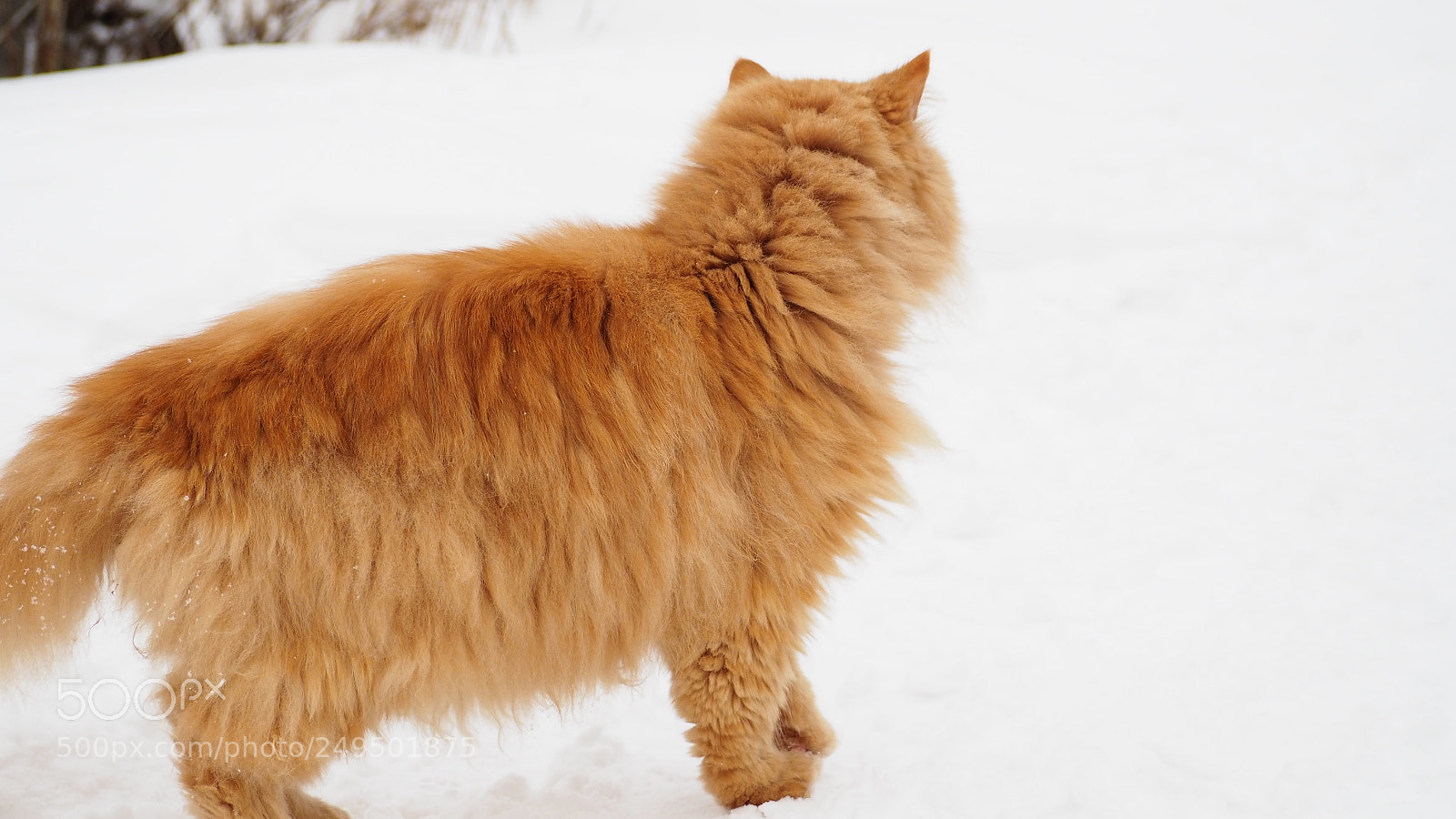 Olympus PEN E-PL7 sample photo. Peach fluffy persian cat photography