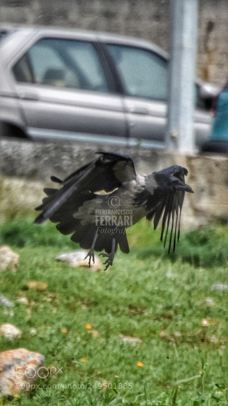 Nikon D7200 sample photo. Cornacchia appena preso il photography
