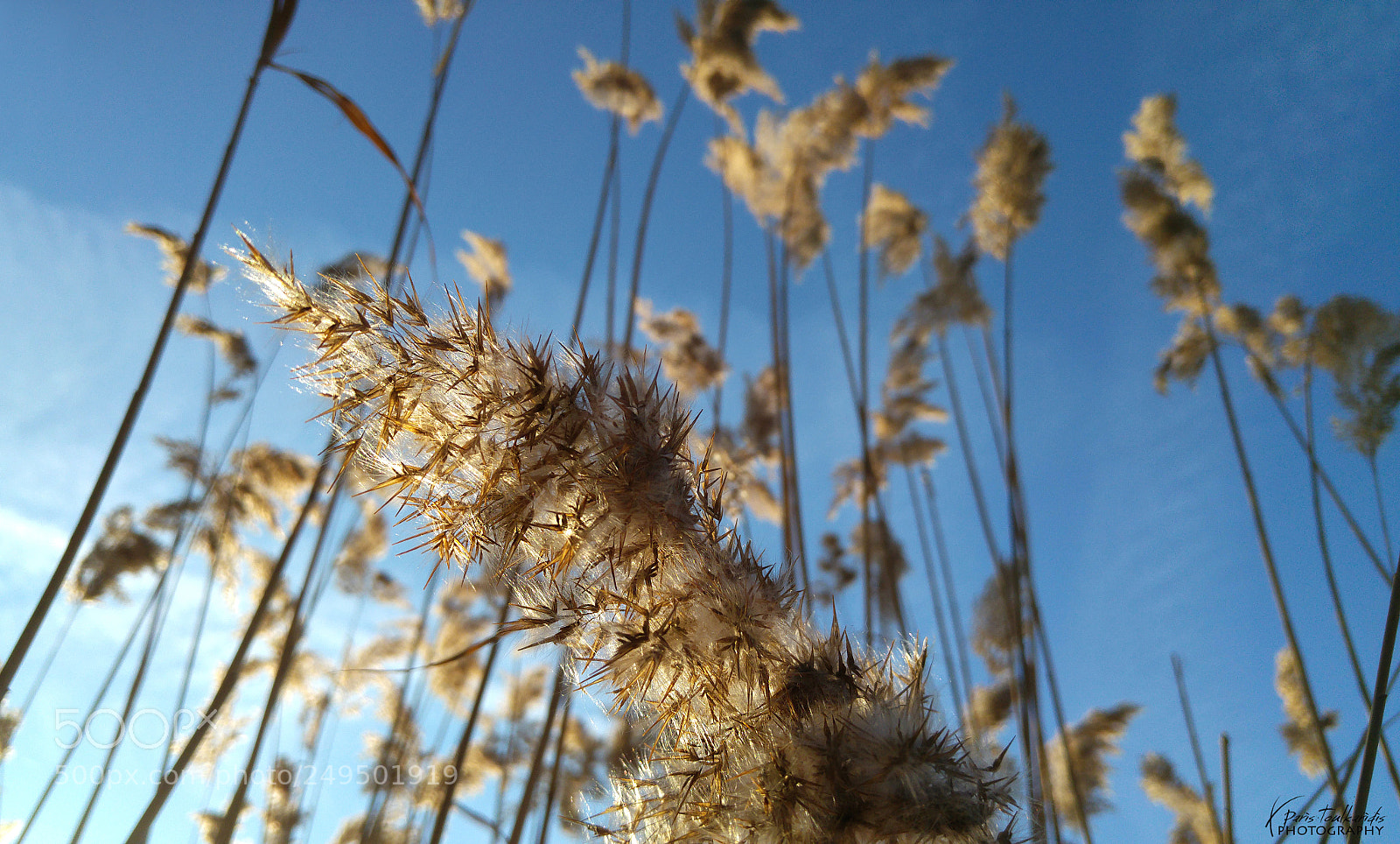LG G4 sample photo. Reeds under the sun photography