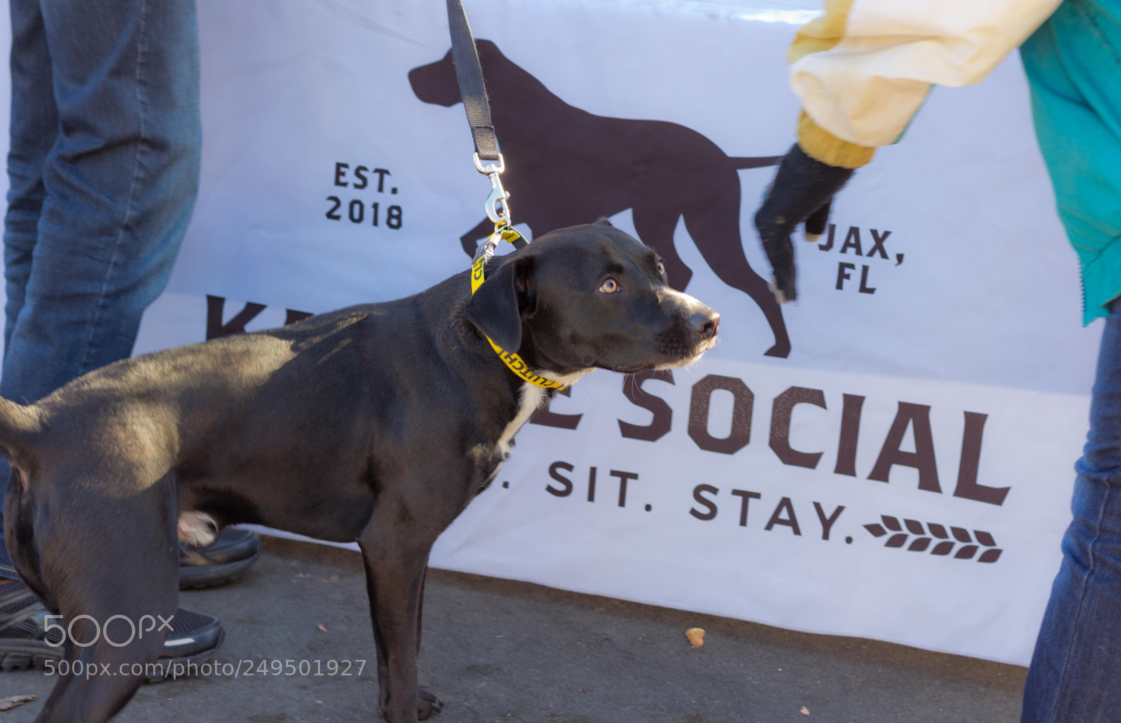 Canon EOS 60D sample photo. Mutt march 2018 photography