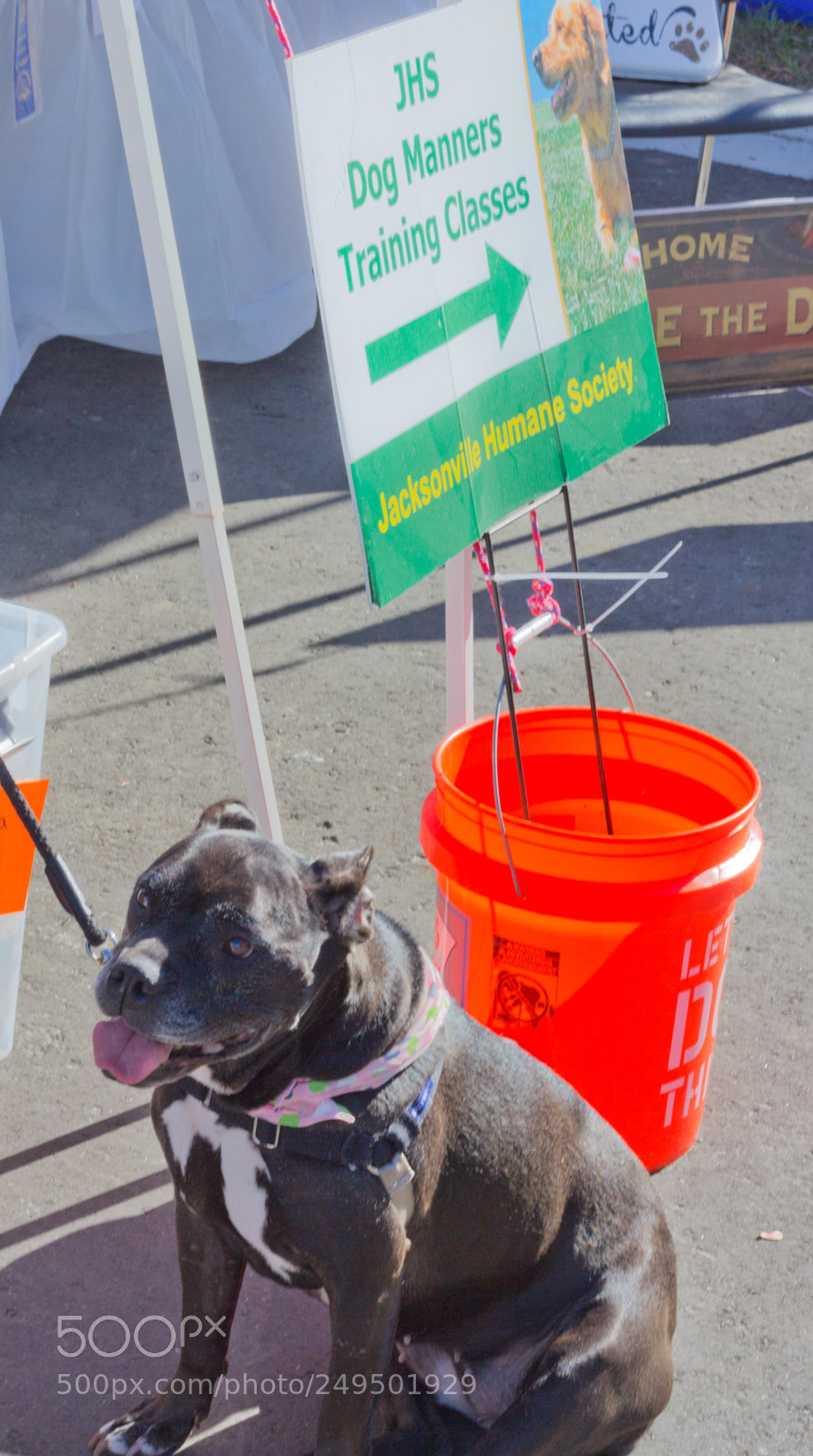 Canon EOS 60D sample photo. Mutt march 2018 photography