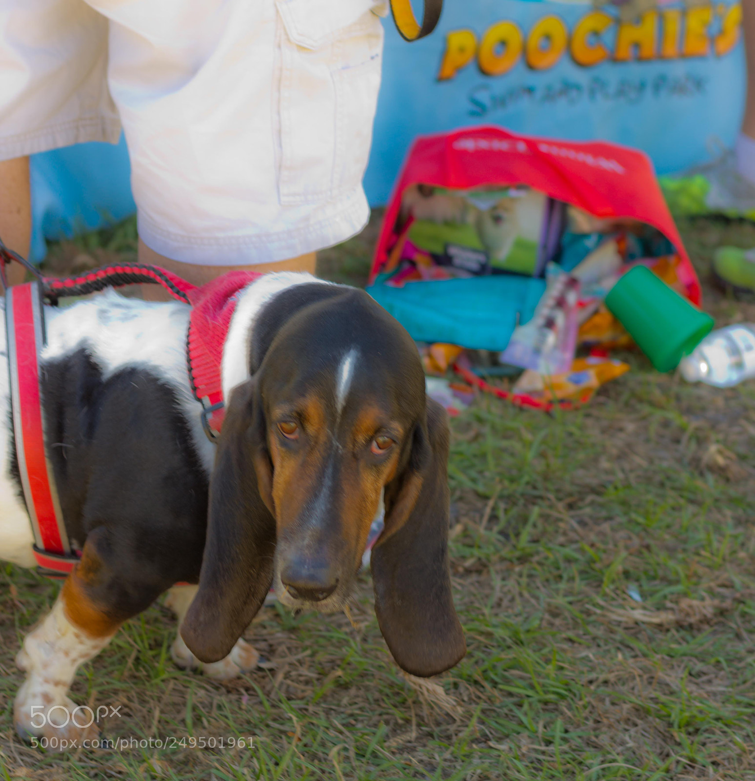 Canon EOS 60D sample photo. Mutt march 2018 photography