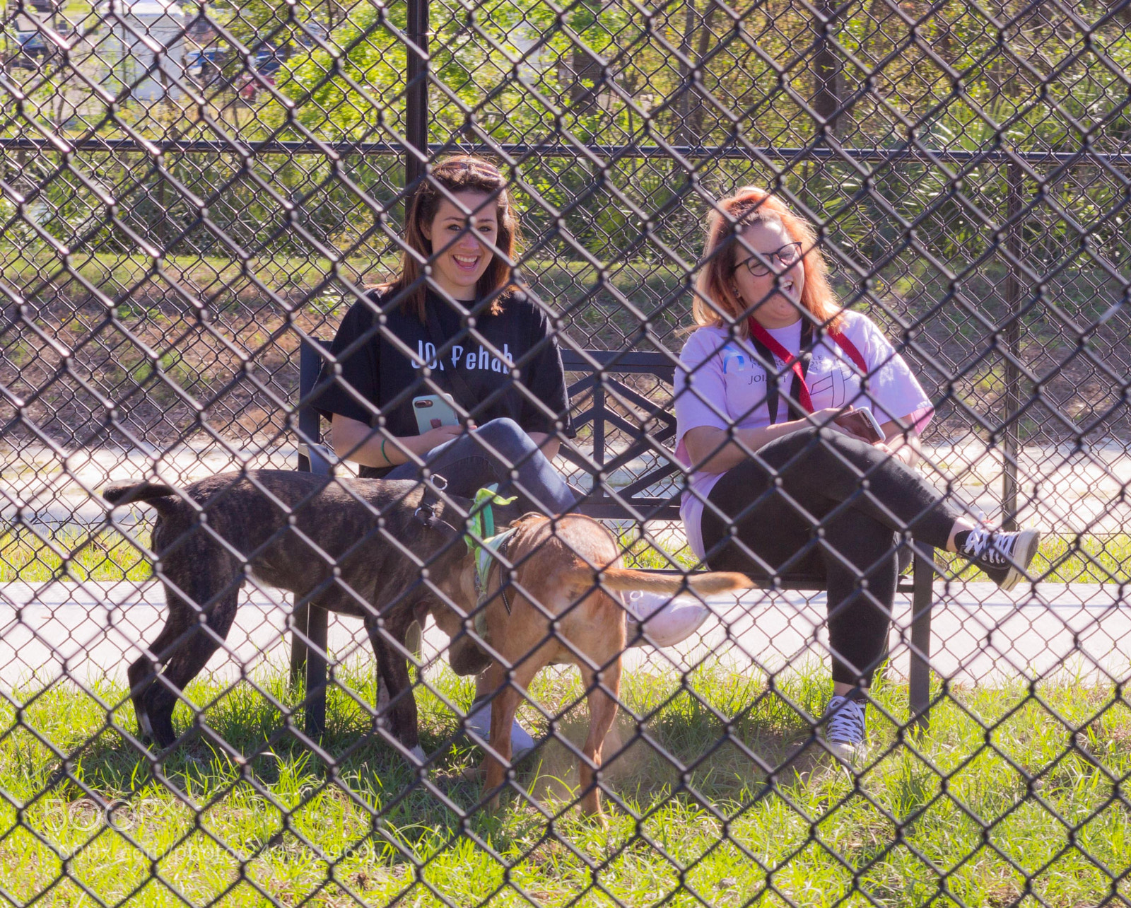 Canon EOS 60D sample photo. Mutt march 2018 photography