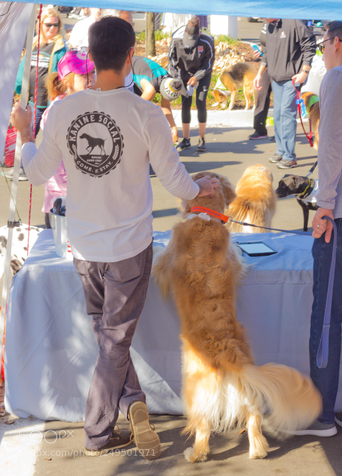 Canon EOS 60D sample photo. Mutt march photography