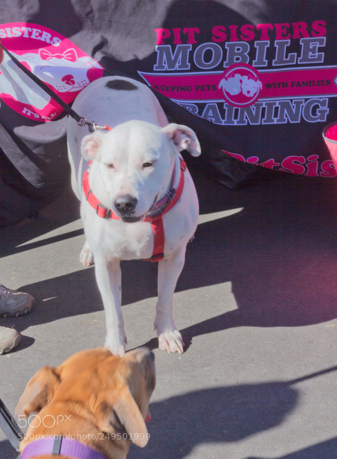Canon EOS 60D sample photo. Mutt march photography