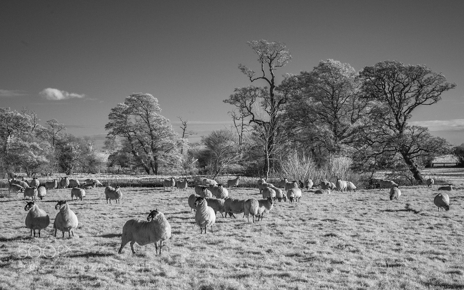 Nikon D700 sample photo. Home meadow #1 photography