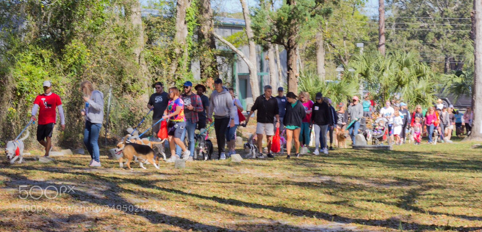 Canon EOS 60D sample photo. Mutt march photography