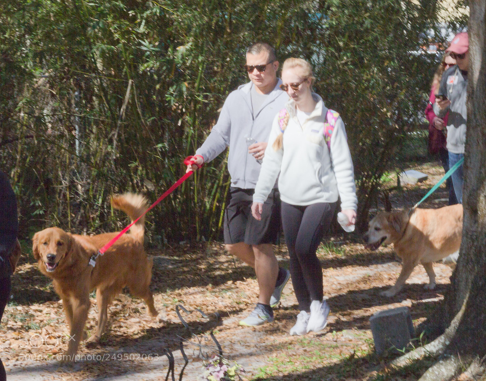 Canon EOS 60D sample photo. Mutt march photography