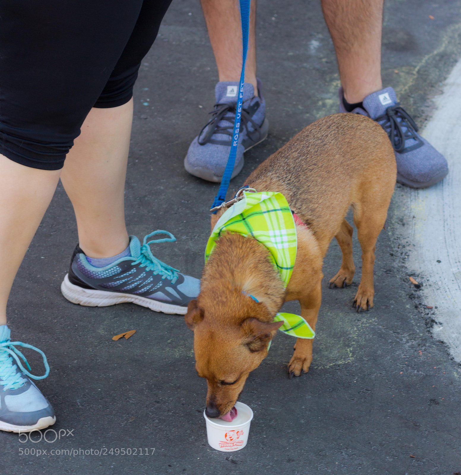 Canon EOS 60D sample photo. Mutt march photography