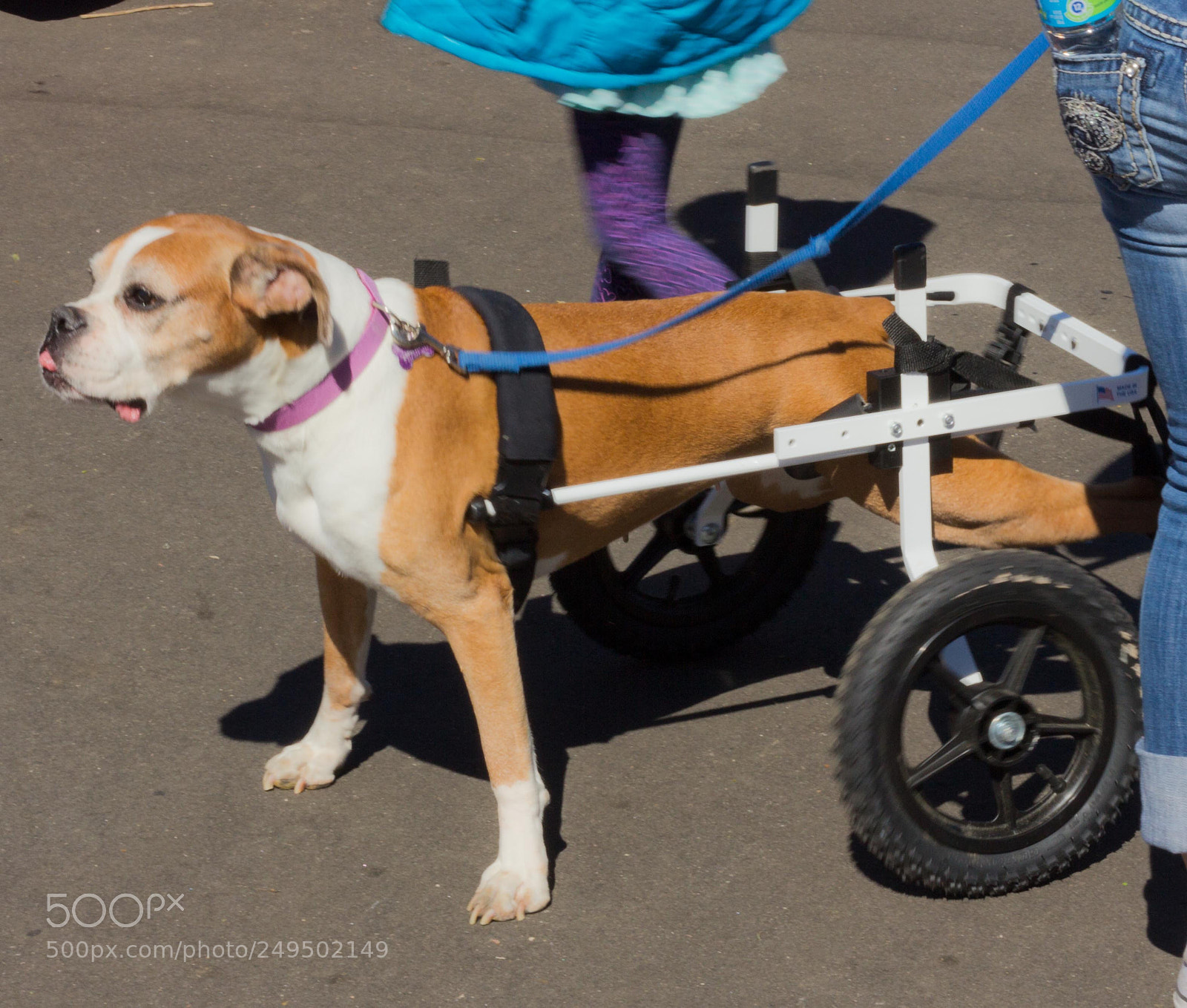 Canon EOS 60D sample photo. Mutt march photography