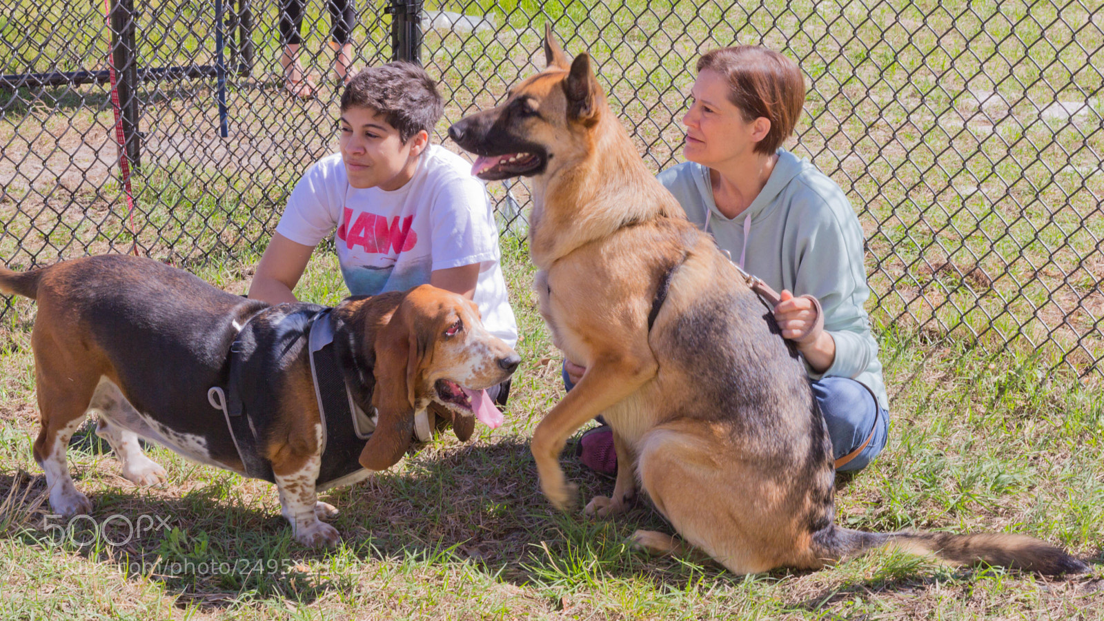 Canon EOS 60D sample photo. Mutt march photography