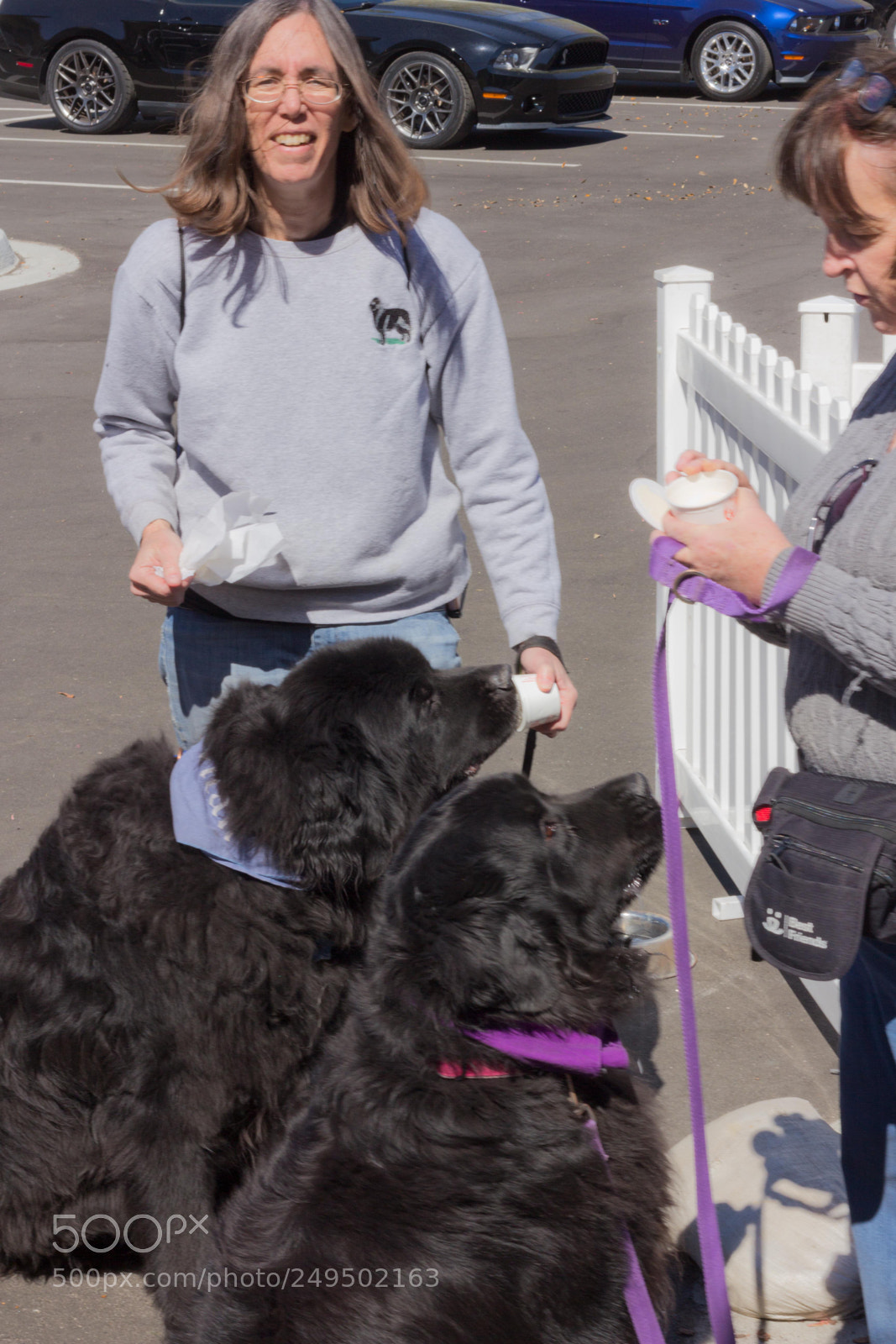 Canon EOS 60D sample photo. Mutt march photography