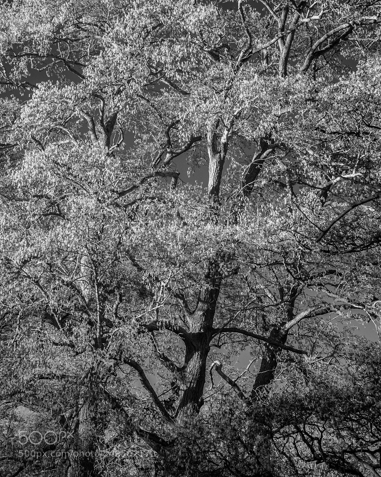 Nikon D700 sample photo. Home meadow trees photography