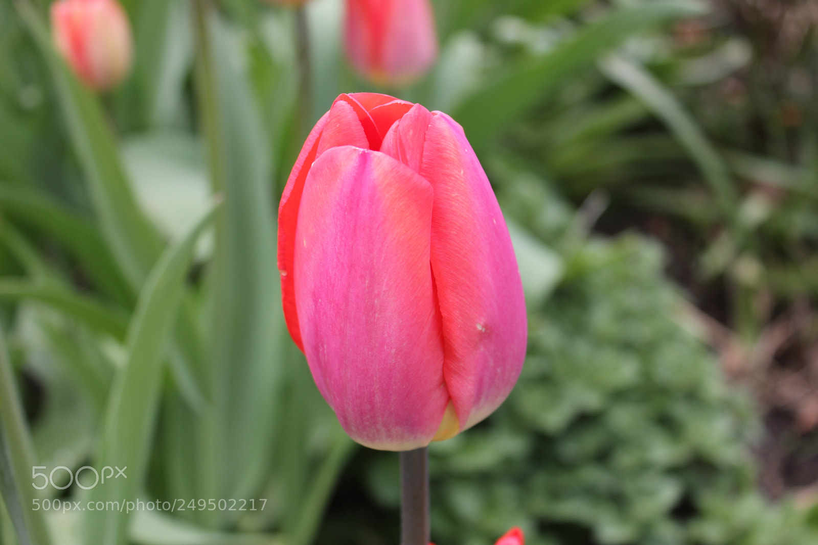 Canon EOS 550D (EOS Rebel T2i / EOS Kiss X4) sample photo. Tulips edward's garden, toronto photography