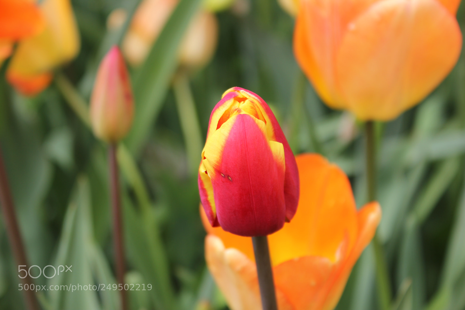 Canon EOS 550D (EOS Rebel T2i / EOS Kiss X4) sample photo. Tulips edward's garden, toronto photography