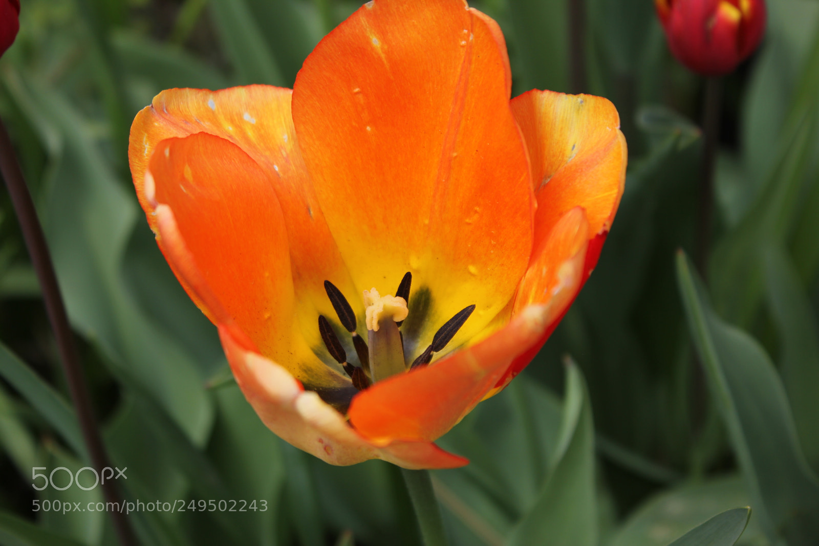 Canon EOS 550D (EOS Rebel T2i / EOS Kiss X4) sample photo. Tulips edward's garden, toronto photography