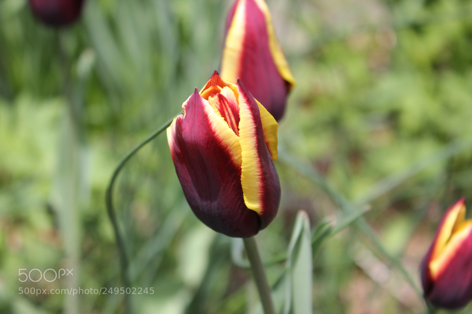 Canon EOS 550D (EOS Rebel T2i / EOS Kiss X4) sample photo. Tulips edward's garden, toronto photography