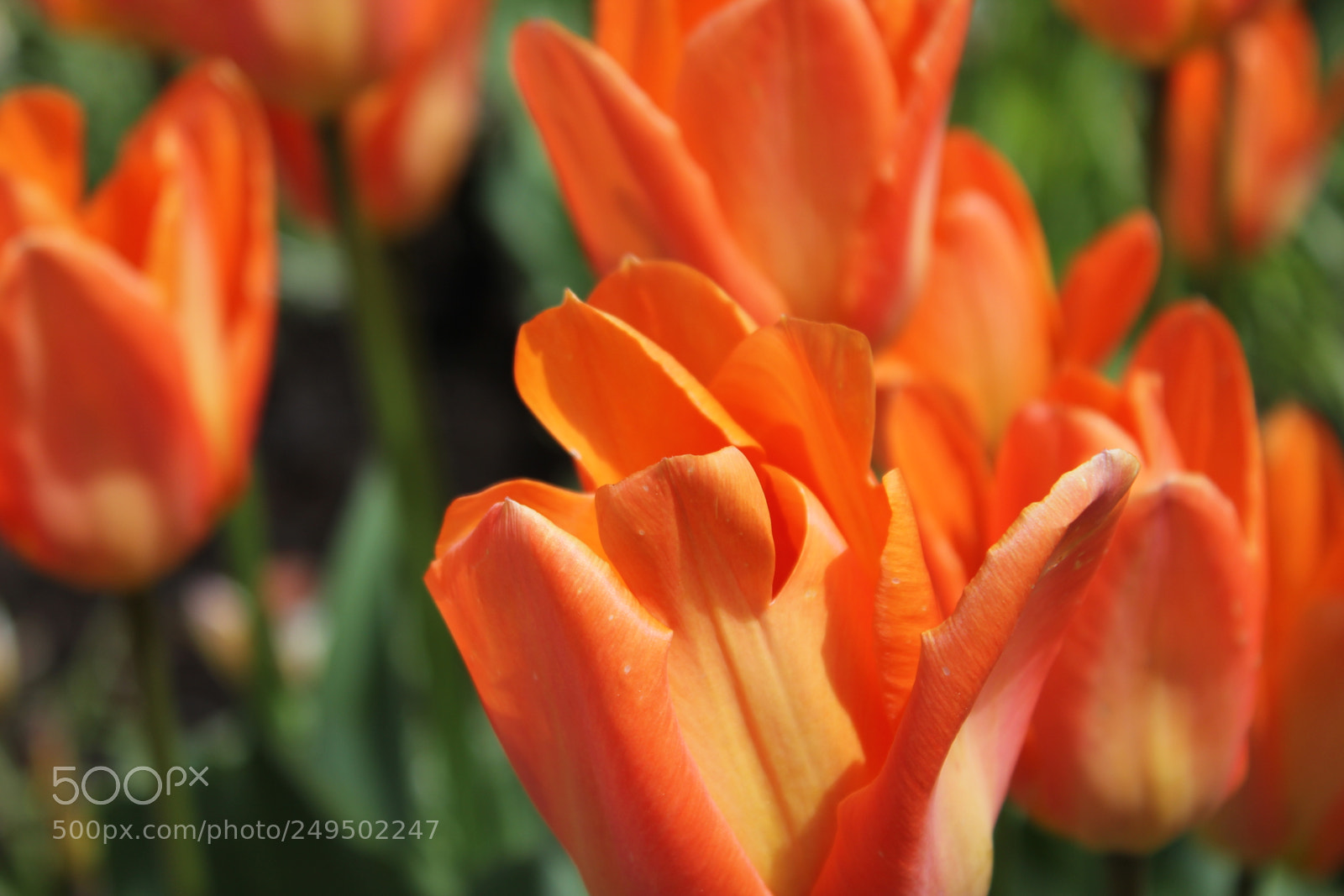 Canon EOS 550D (EOS Rebel T2i / EOS Kiss X4) sample photo. Tulips edward's garden, toronto photography