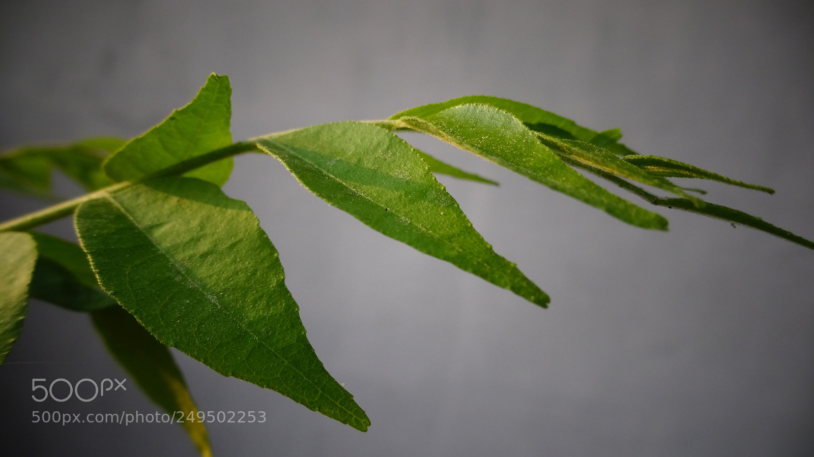 Sony Cyber-shot DSC-WX350 sample photo. Leaves photography