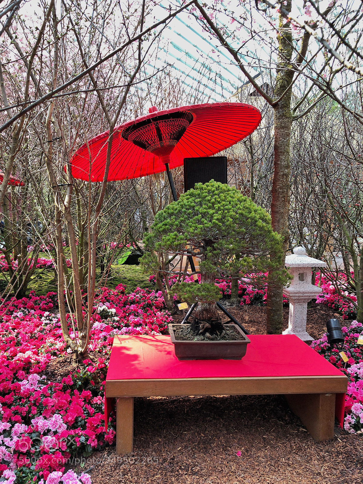 Apple iPhone 8 Plus sample photo. Sakura matsuri photography