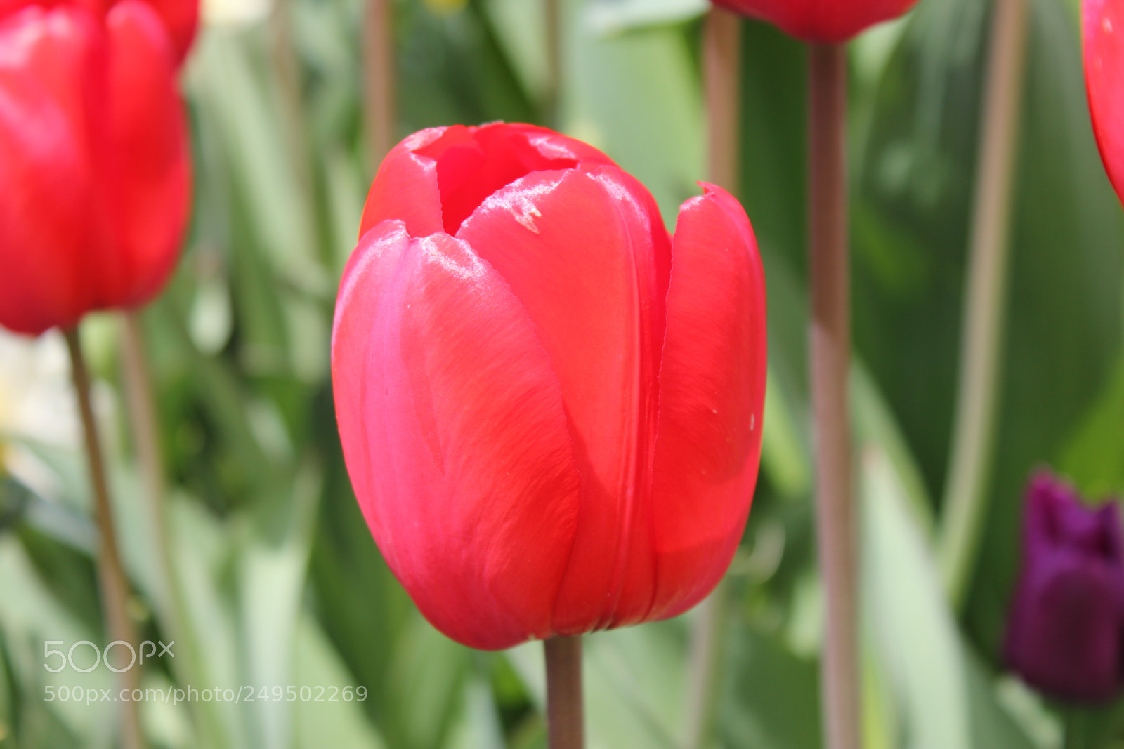 Canon EOS 550D (EOS Rebel T2i / EOS Kiss X4) sample photo. Tulips edward's garden, toronto photography
