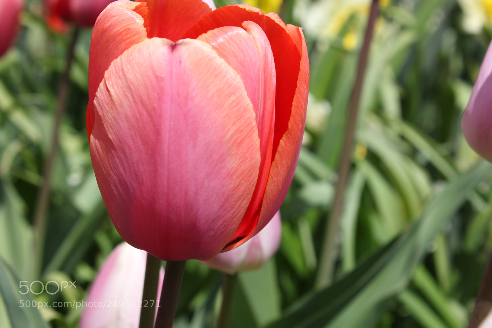 Canon EOS 550D (EOS Rebel T2i / EOS Kiss X4) sample photo. Tulips edward's garden, toronto photography