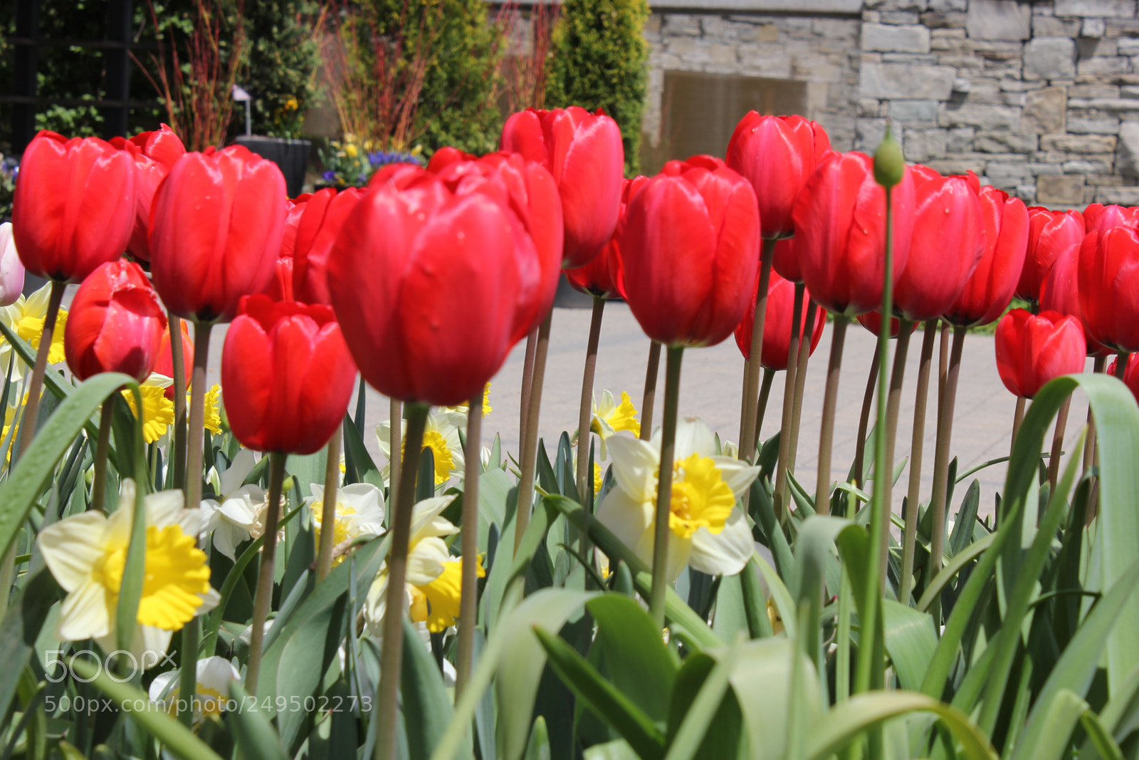Canon EOS 550D (EOS Rebel T2i / EOS Kiss X4) sample photo. Tulips edward's garden, toronto photography