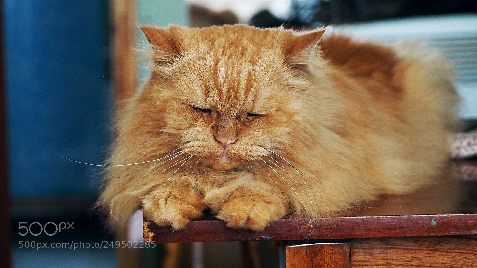 Olympus PEN E-PL7 sample photo. Peach fluffy persian cat photography