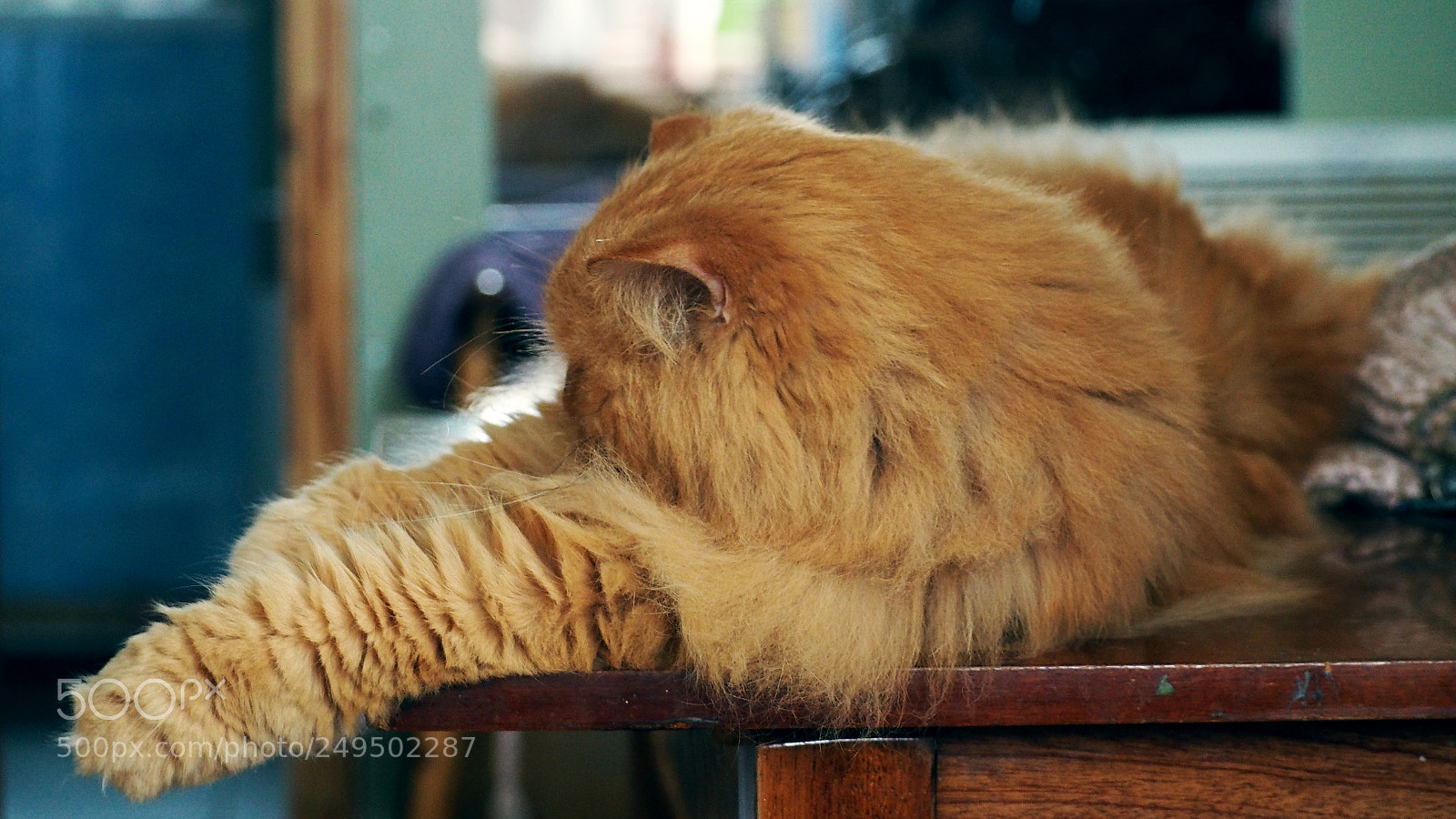 Olympus PEN E-PL7 sample photo. Peach fluffy persian cat photography