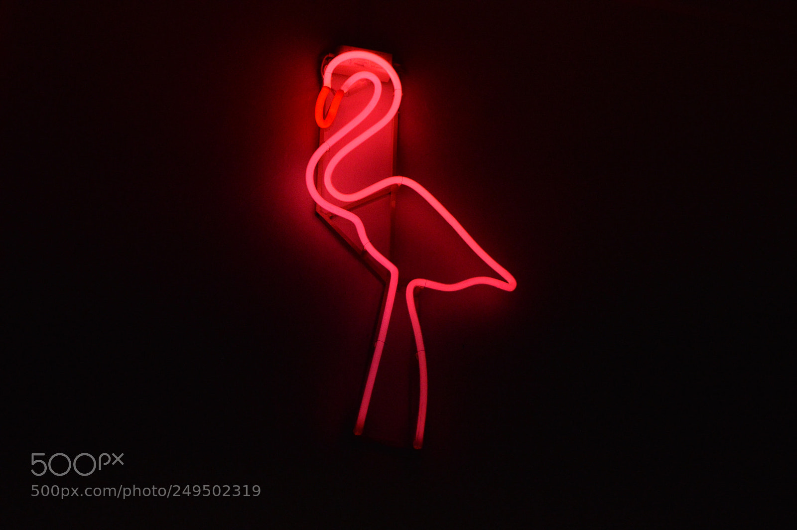 Nikon D3200 sample photo. Flamingo photography
