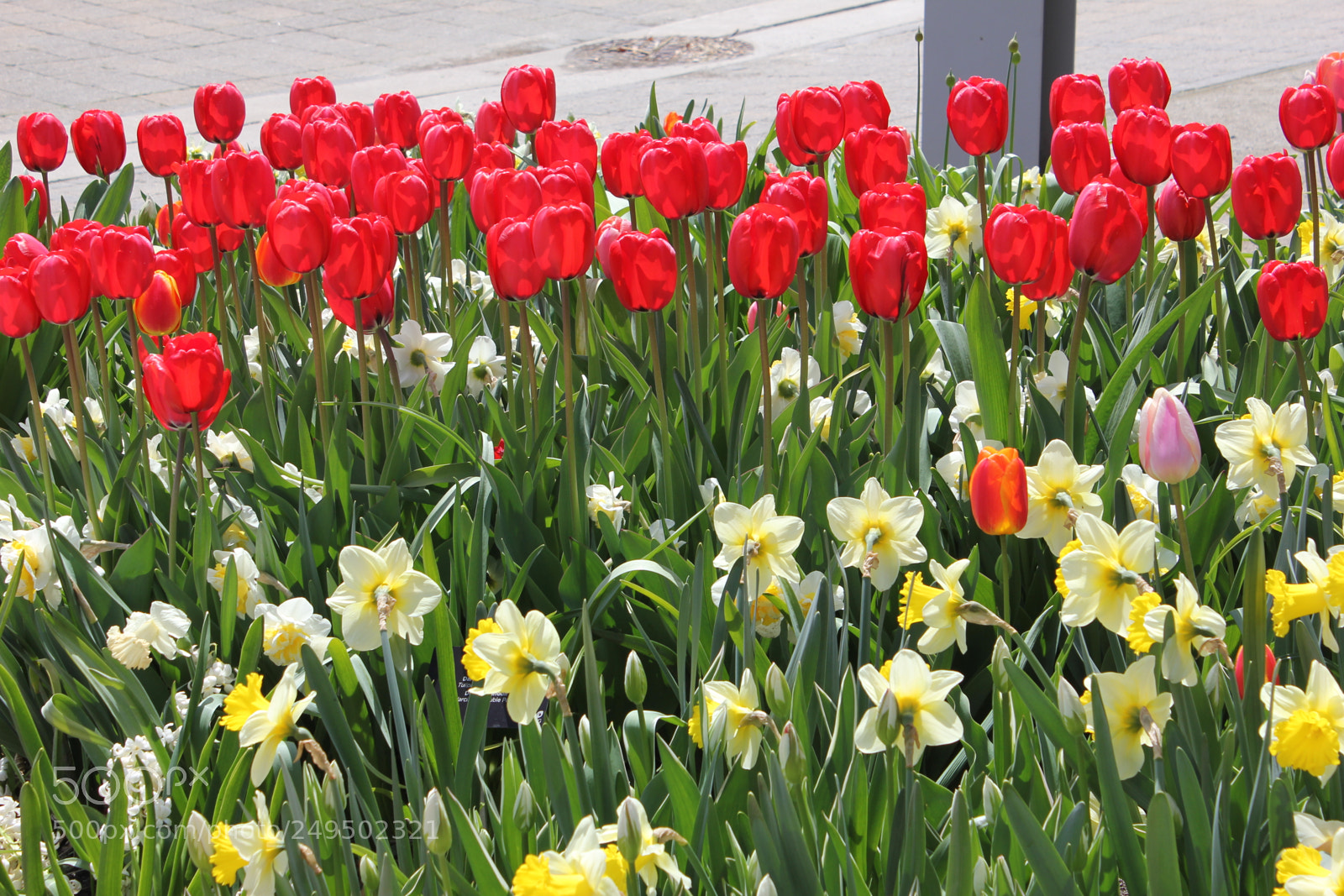 Canon EOS 550D (EOS Rebel T2i / EOS Kiss X4) sample photo. Tulips edward's garden, toronto photography