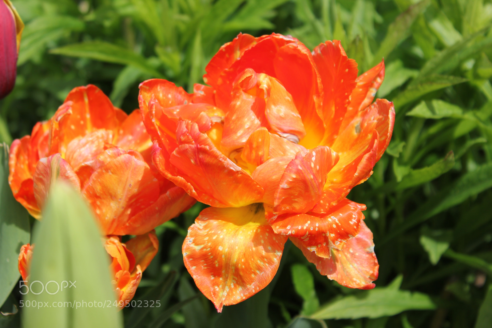 Canon EOS 550D (EOS Rebel T2i / EOS Kiss X4) sample photo. Tulips edward's garden, toronto photography