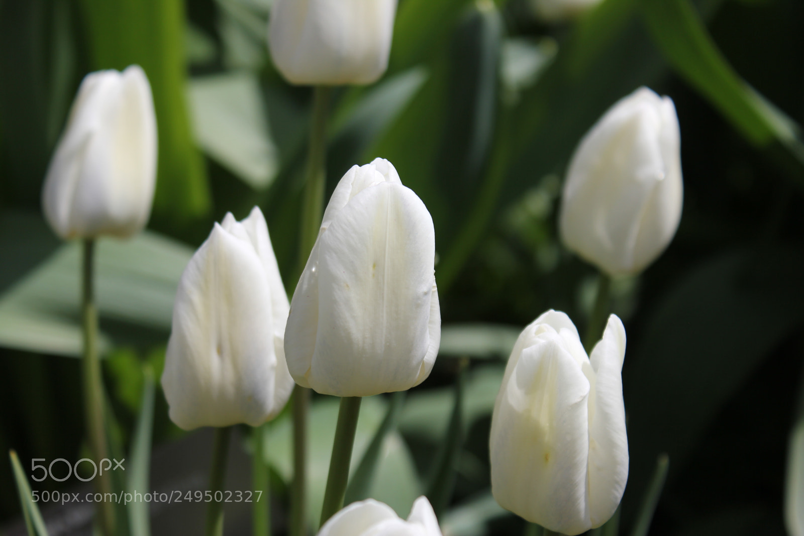 Canon EOS 550D (EOS Rebel T2i / EOS Kiss X4) sample photo. Tulips edward's garden, toronto photography